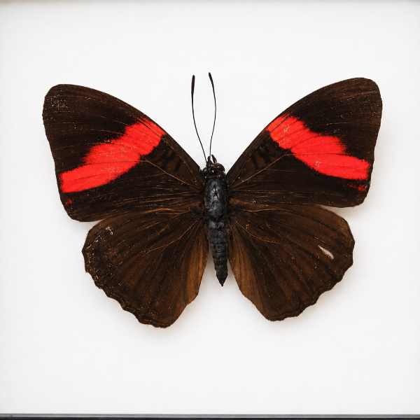 Adelpha Lycorias opgezet geprepareerd