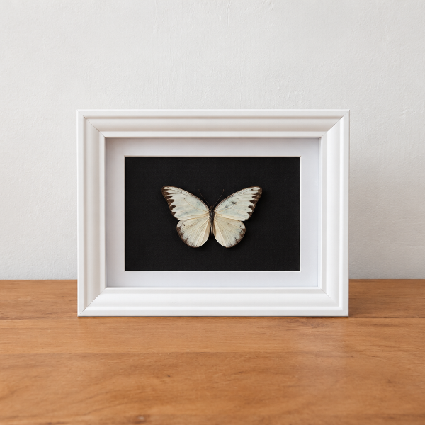 Opgezette vlinder witje entomologie