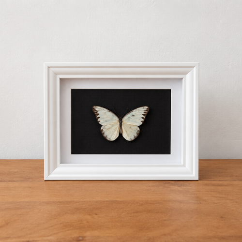 Opgezette vlinder witje entomologie