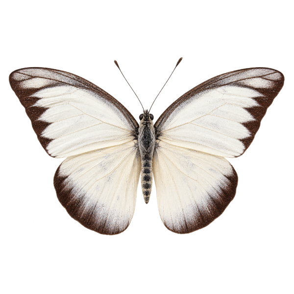 Appias Lyncida witje entomologie