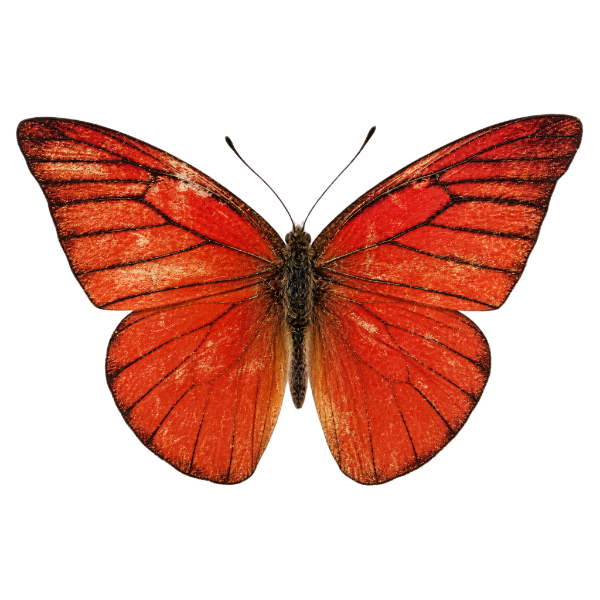 Appias Nero vlinder in stolp taxidermie