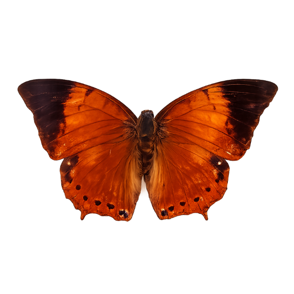 Aterica rabena vlinder
