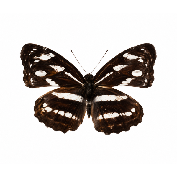 Athyma Nefte Subrata opgezette vlinder entomologie