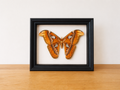 Attacus Atlas in zwarte kader opgezette vlinder