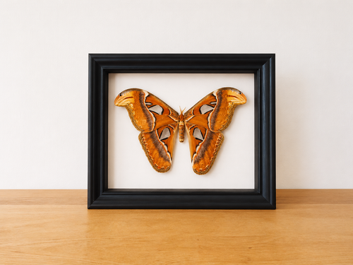 Attacus Atlas in zwarte kader opgezette vlinder