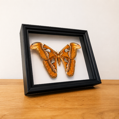 Attacus Atlas in zwarte kader opgezette vlinder