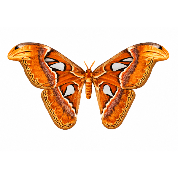 Attacus Atlas opgezette vlinder