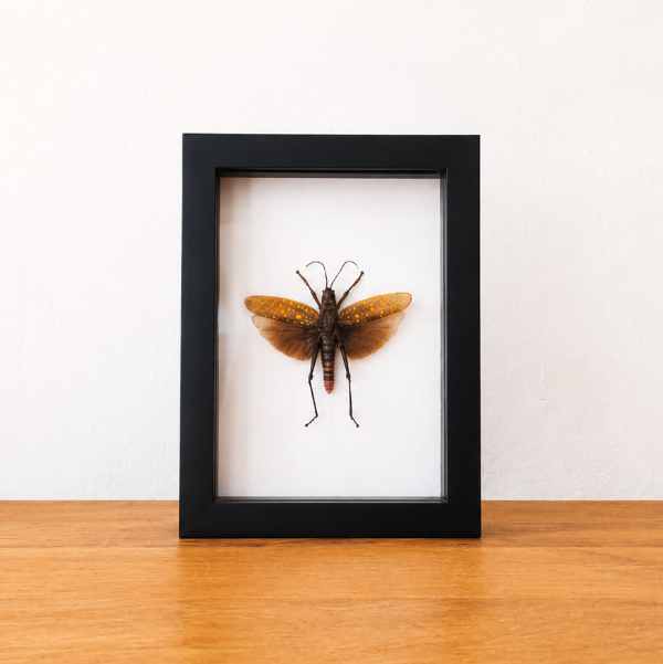 Aularches Punctatus entomologie sprinkhaan