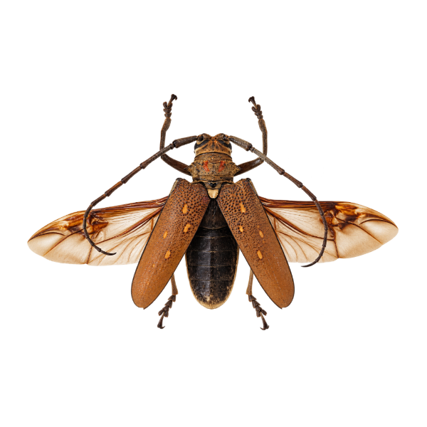 Opgezette boktor kever entomologie