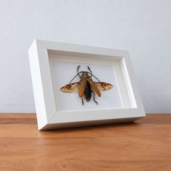 Geprepareerde Batocera Rufomaculata entomologie