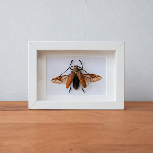 Batocera Rufomaculata opgezette boktor