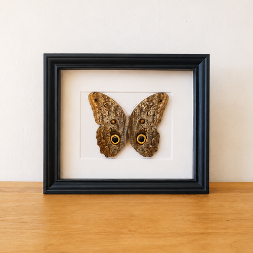 Caligo Telamonius opgezette vlinder in zwarte kader