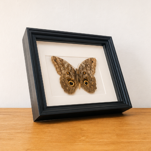 Caligo Telamonius opgezette vlinder in zwarte kader