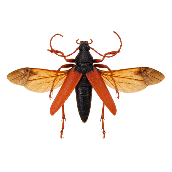 Opgezette insecten entomologie