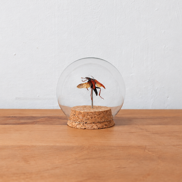 Opgezette Callipogon Cinnamomeus kever insect