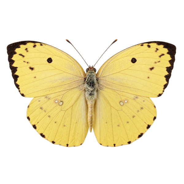 Opgezette vlinder Catopsilia Pomona
