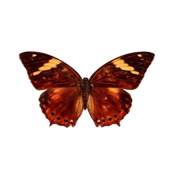 Charaxes Bernardus vlinder