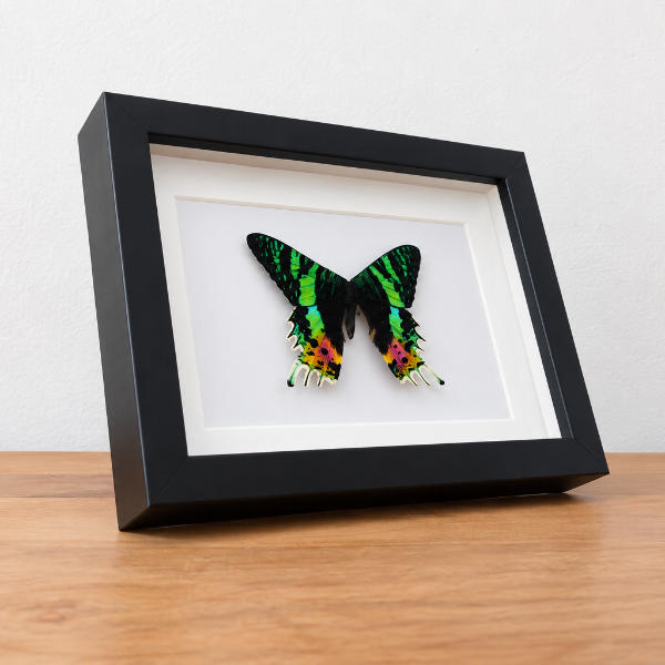 Sunset moth geprepareerde vlinder