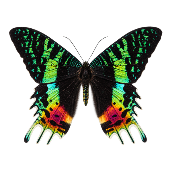Opgezette Sunset moth zonsondergangsmot entomologie