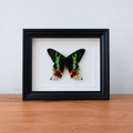 Chrysiridia Rhipheus sunset moth