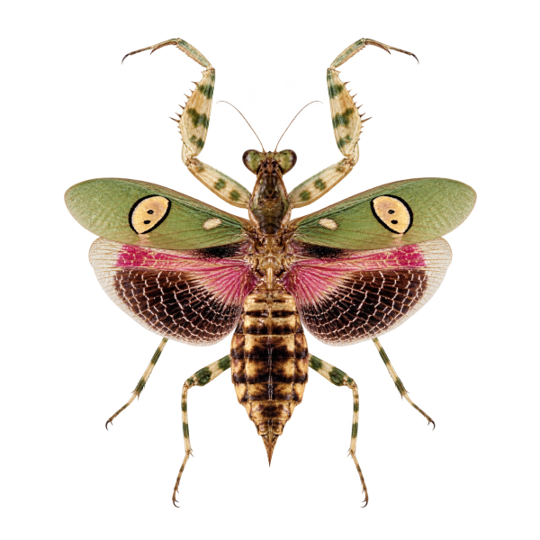 Juweelbloemsprinkhaan opgezet in stolp insecten