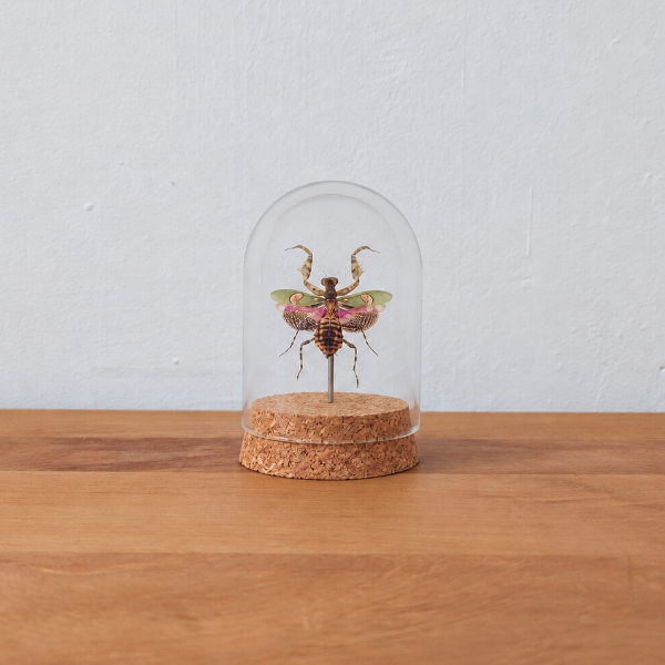 Opgezette Creobroter Gemmatus in stolp  insecten