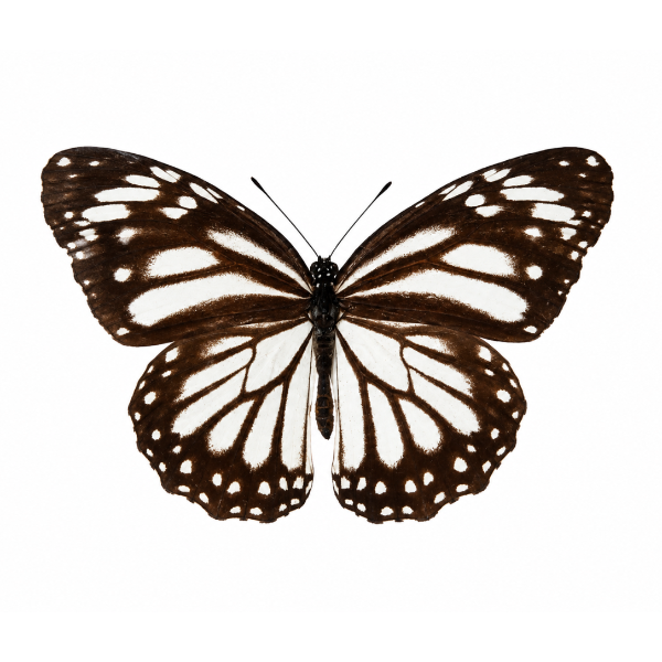Danaus Melanippus vlinder