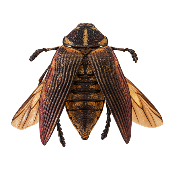 Opgezette kever Euchroma Gigantea insect