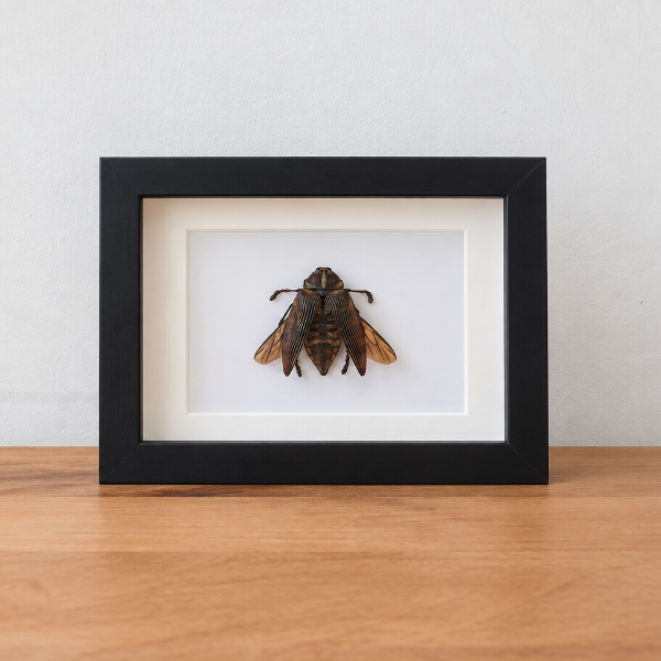 Euchroma Gigantea entomologie kever