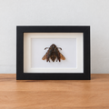 Euchroma Gigantea entomologie kever