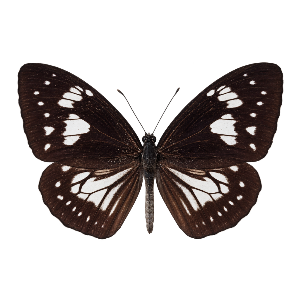Entomologie geprepareerde Euploea Eupator