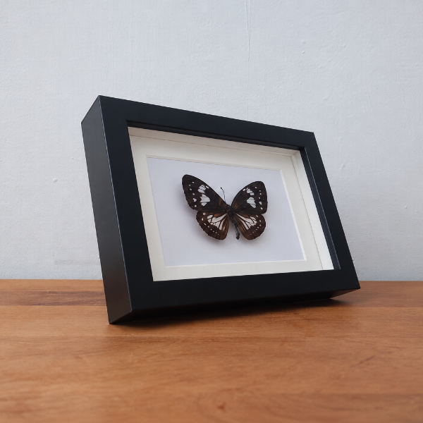 Geprepareerde vlinder Euploea Eupator