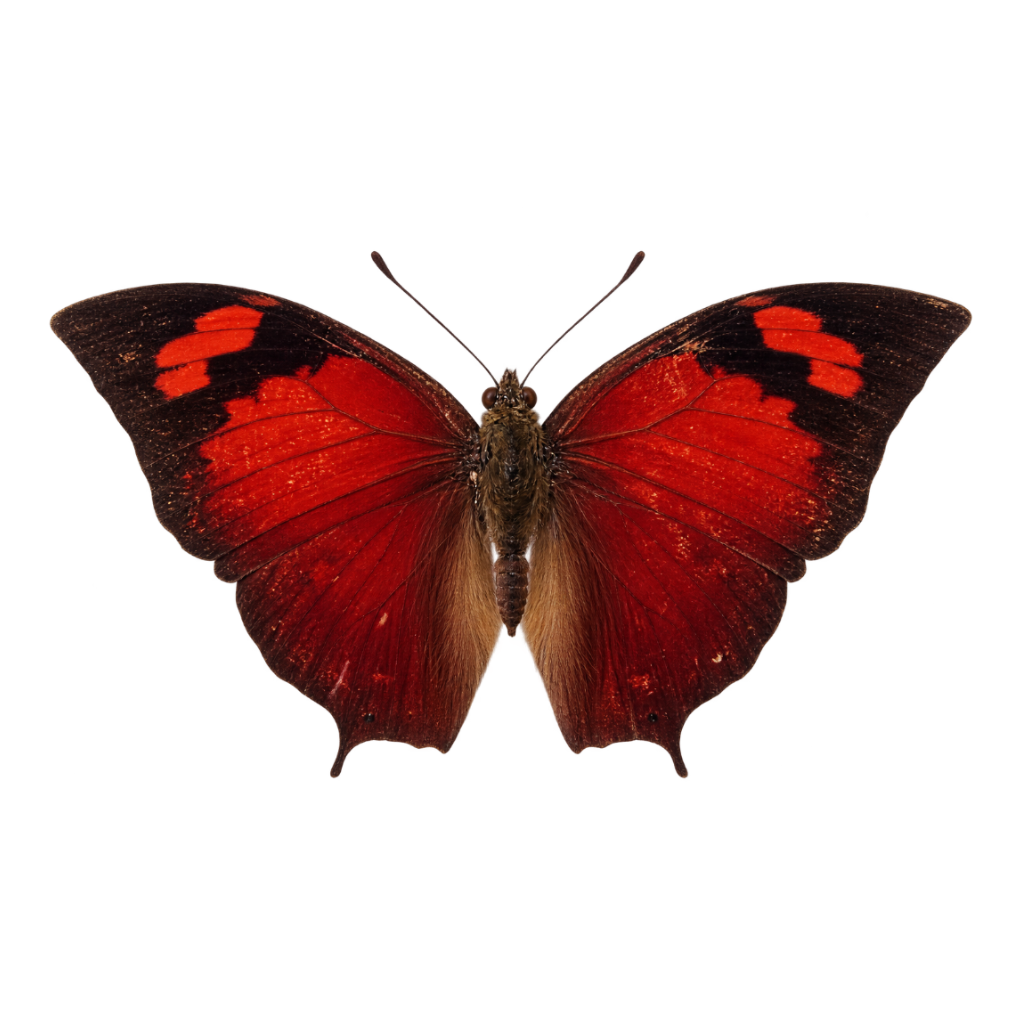Opgezette vlinders insecten entomologie taxidermie