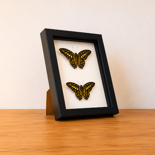 Graphium Agamemnon opgezette vlinder in kader