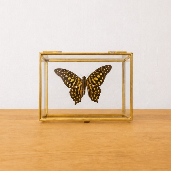 Graphium Agamemnon in glazen kistje geprepareerde vlinder