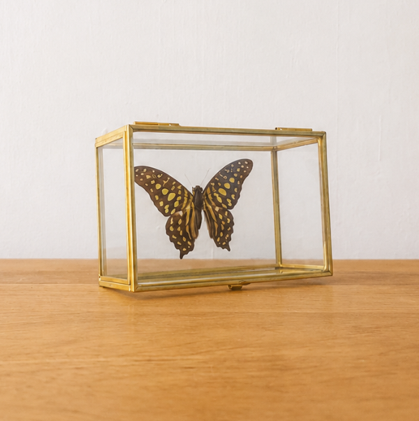 Graphium Agamemnon in glazen kistje opgezette vlinder