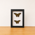 Graphium Agamemnon opgezette vlinders in zwarte kader