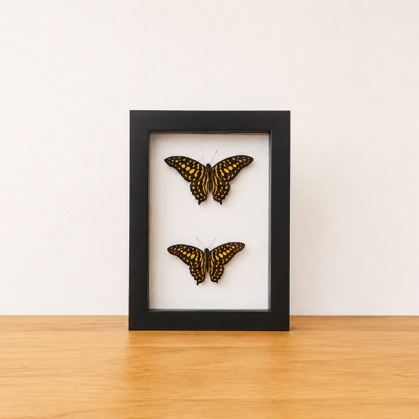 Graphium Agamemnon opgezette vlinders in zwarte kader