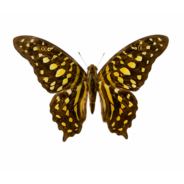 Graphium Agamemnon opgezet