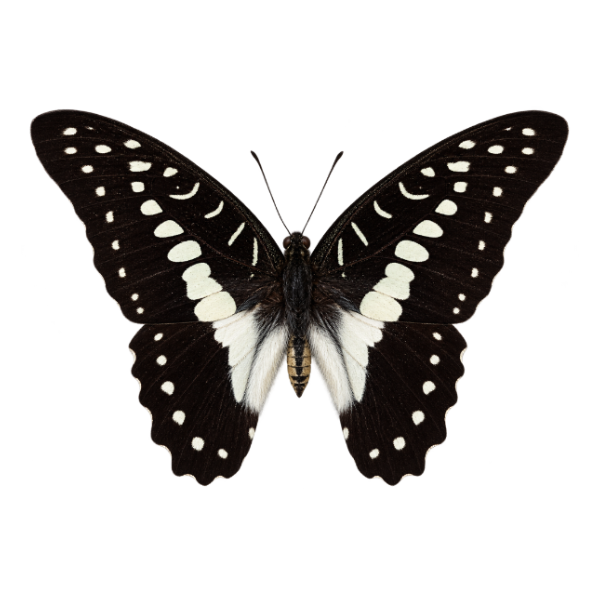 Common Jay Graphium Doson entomologie