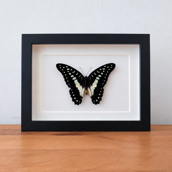 Geprepareerde Graphium Doson