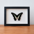 Geprepareerde Graphium Doson
