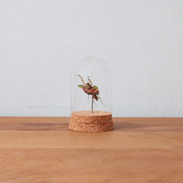 Geprepareerde praying mantis entomologie
