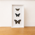 Opgezette vlinders Graphium zwaluwstaartvlinder