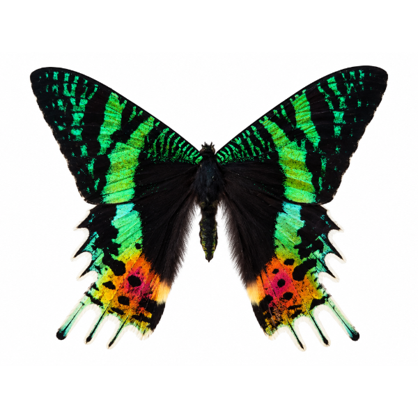 Chrysiridia Rhipheus entomologie
