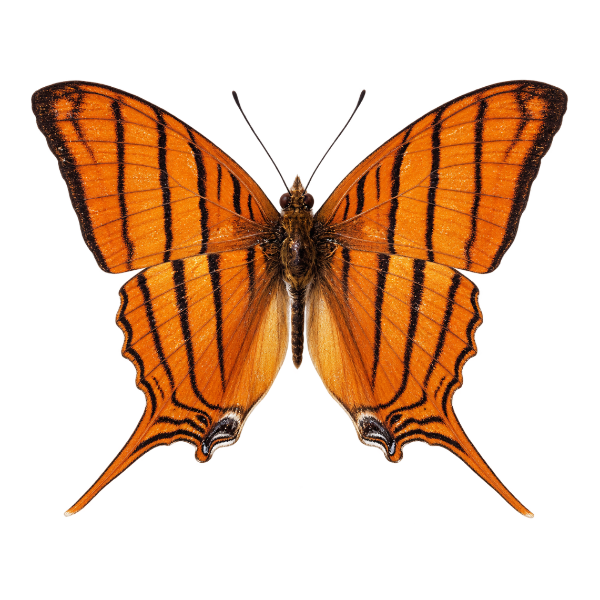 Oranje vlinder opgezet in stolp entomologie