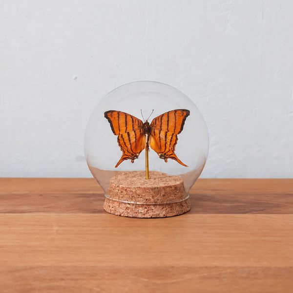 Opgezette Marpesia Petreus in ronde stolp entomologie taxidermie