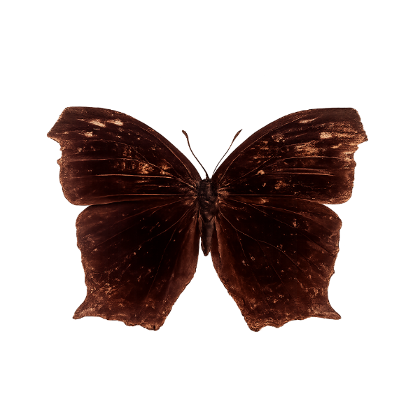 Melanitis phedima vlinder