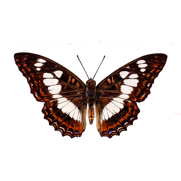 Moduza Procris vlinder