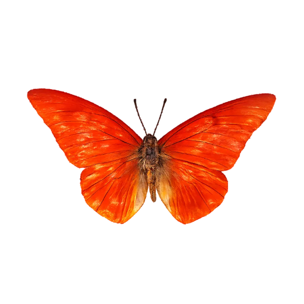 Opgezette Appias Nero vlinder